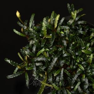 Bucephalandra micrantha 10x10cm PORSİYON ÖN SİPARİŞ