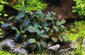 Bucephalandra red bronze 10x10cm PORSİYON