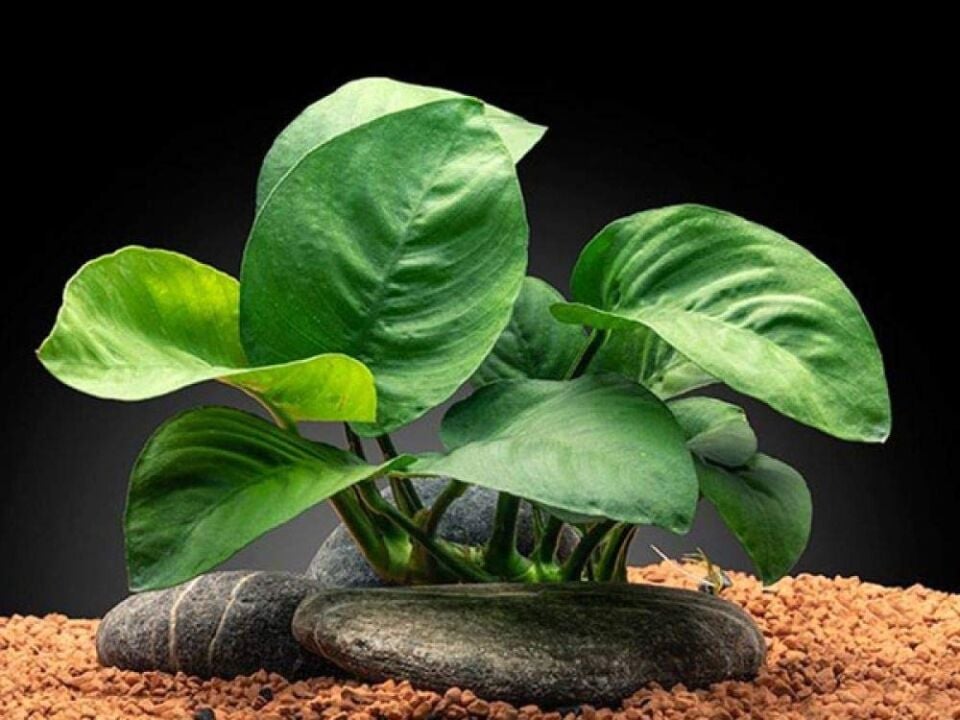 Anubias barteri butterfly