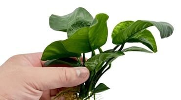 Anubias barteri butterfly İTHAL ADET
