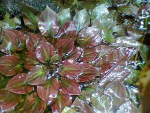 Cryptocoryne aura ADET