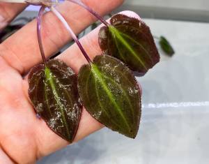 Cryptocoryne aura ADET