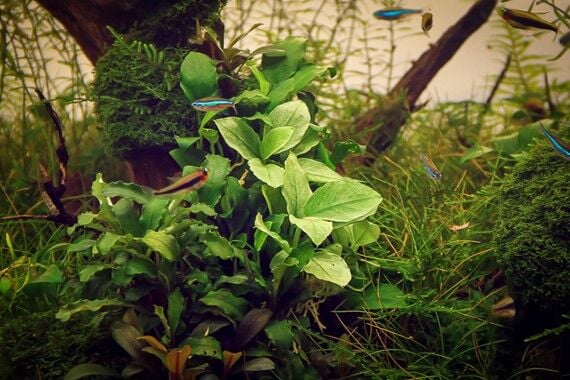 Dennerle Plants - Anubias nana Jade POT