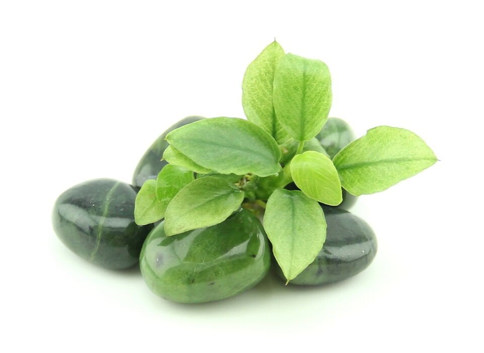 Dennerle Plants - Anubias nana Jade POT