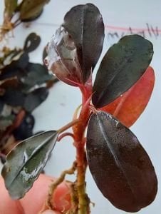 Bucephalandra metallic purple ADET ÖN SİPARİŞ