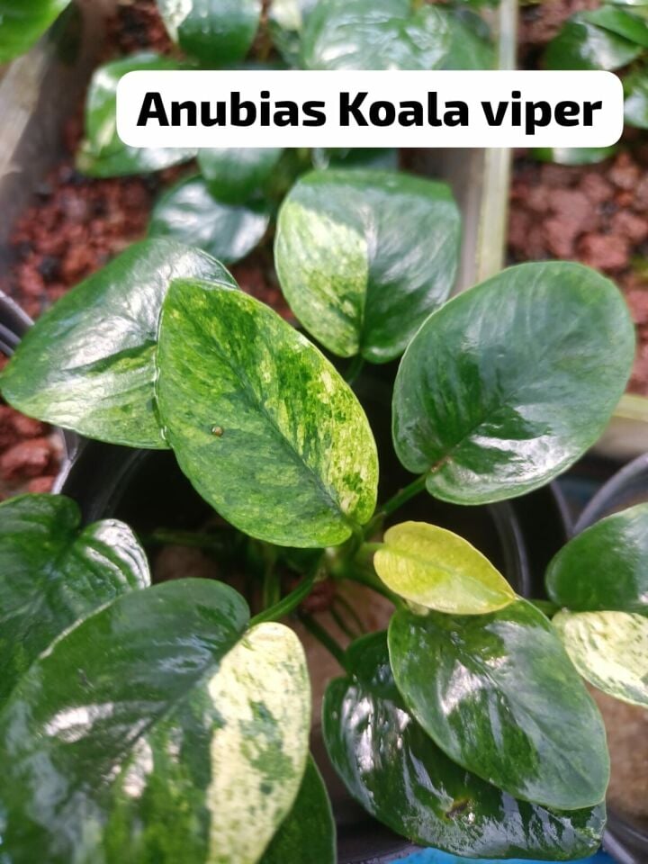 Anubias Koala Viper ADET ÖN SİPARİŞ
