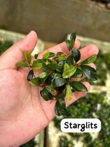Bucephalandra star glitz 10x10 PORSİYON ÖN SİPARİŞ