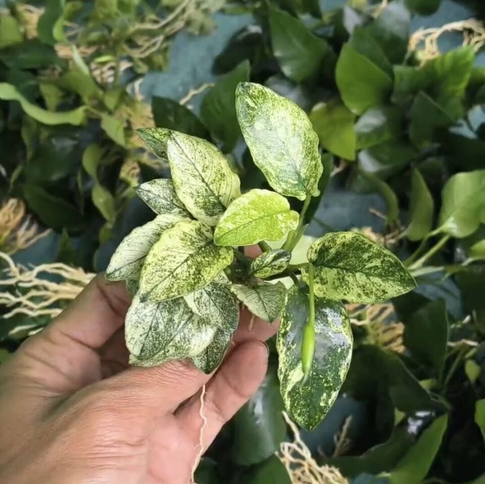 Anubias nana pinto ADET