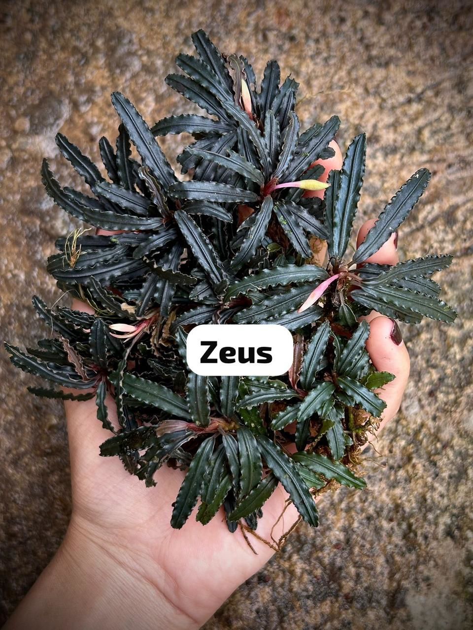 Bucephalandra zeus 10x10 cm PORSİYON ÖN SİPARİŞ