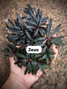 Bucephalandra zeus 10x10 cm PORSİYON ÖN SİPARİŞ