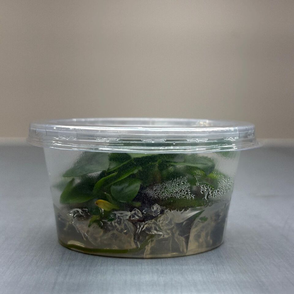 Anubias nangi IN VITRO CUP