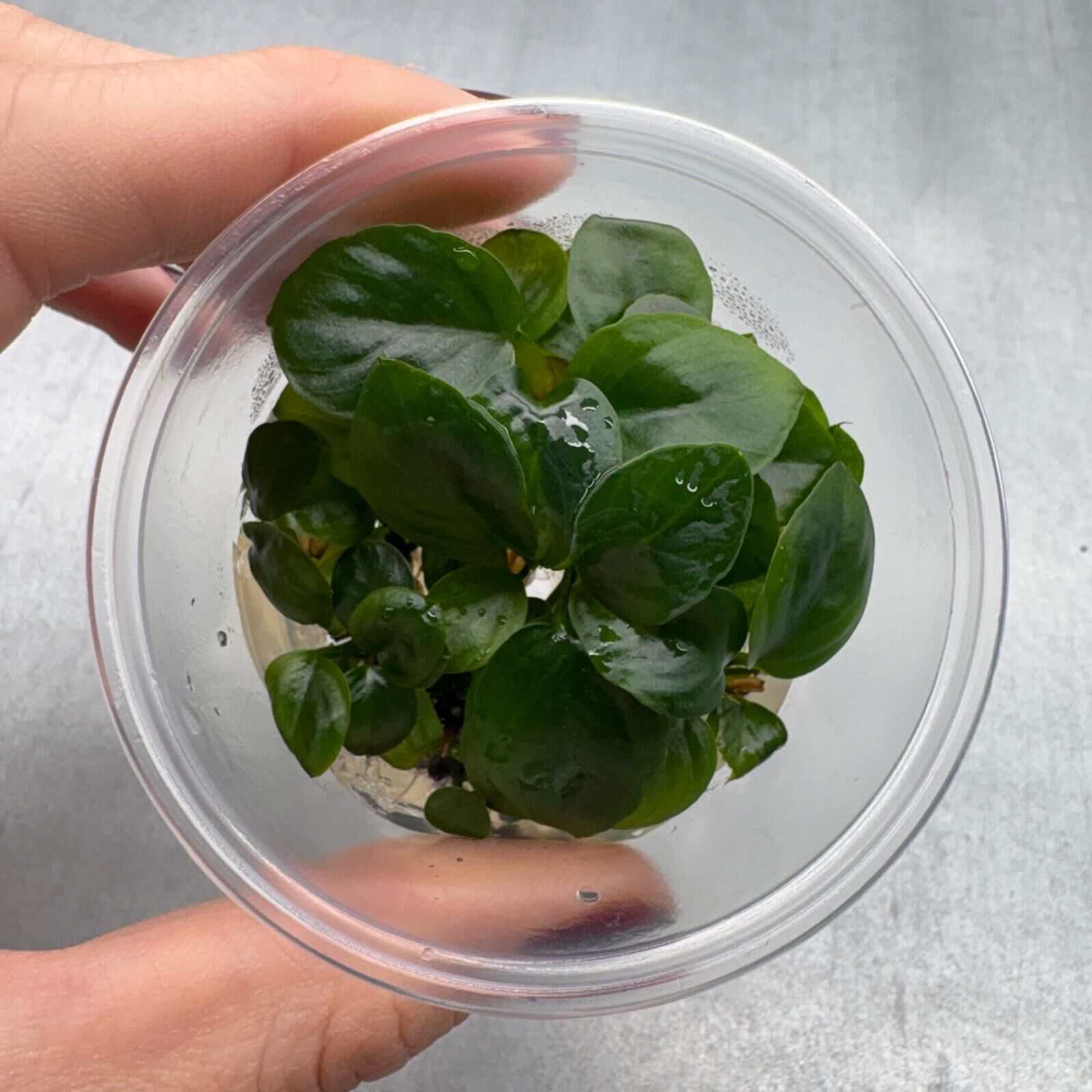 Anubias nangi IN VITRO CUP