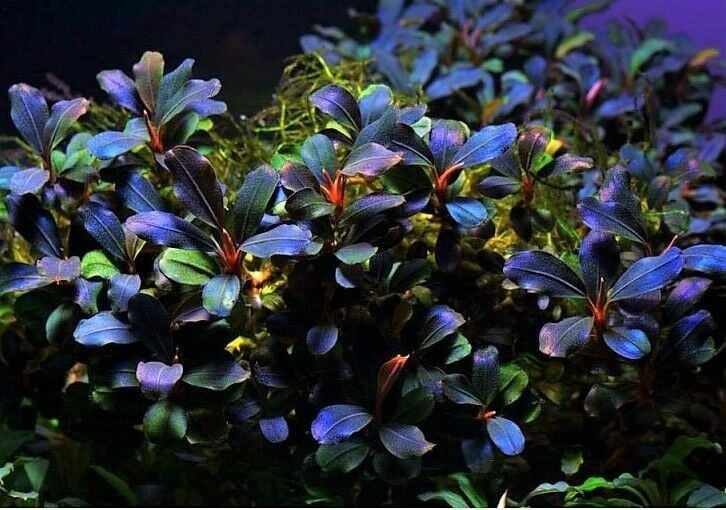 Bucephalandra deep Purple 10X10CM 