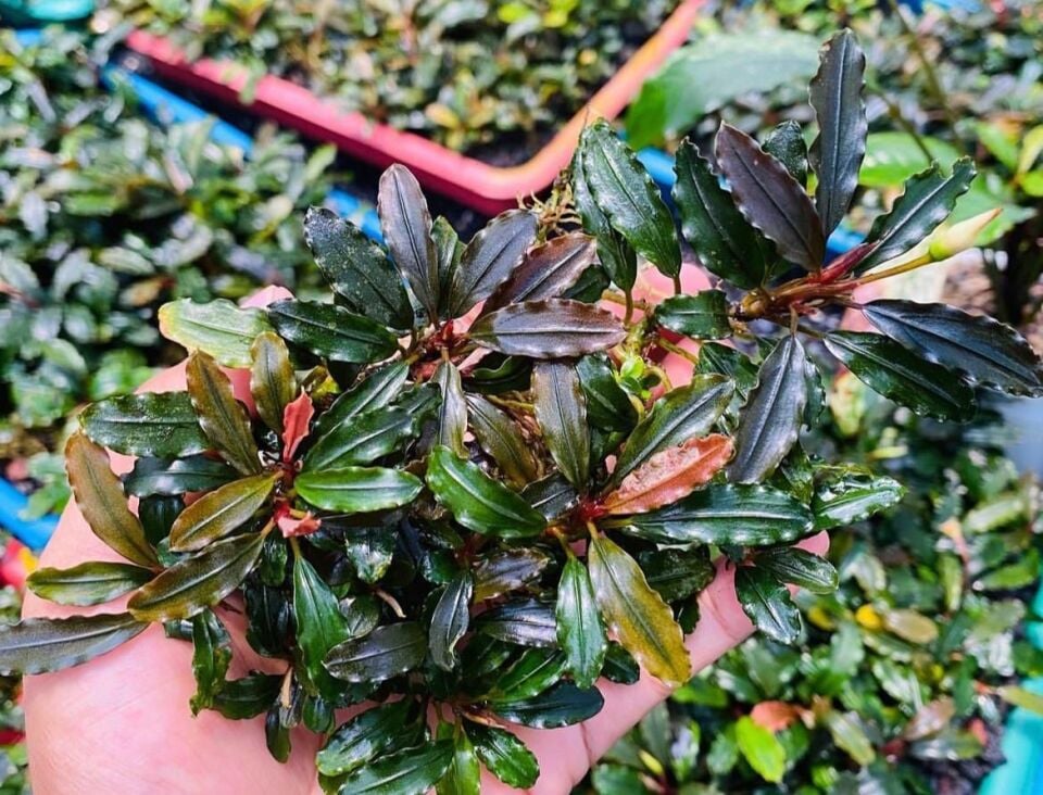 Bucephalandra blue bell İTHAL ADET