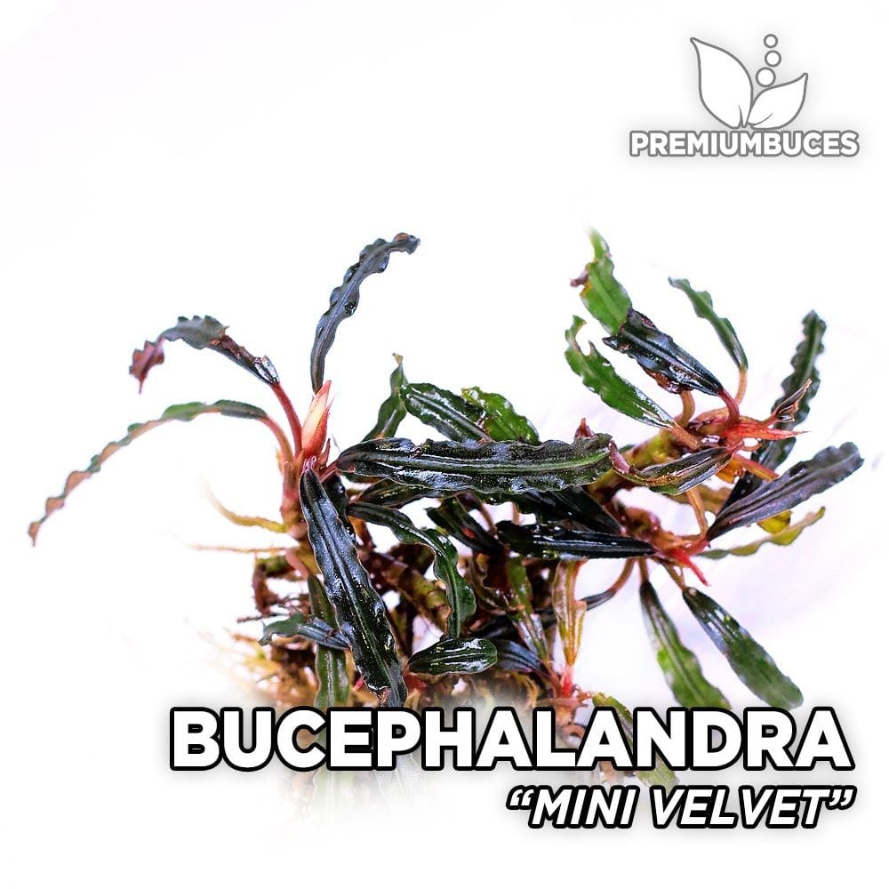 Bucephalandra mini velvet 10X10 CM ÖN SİPARİŞ