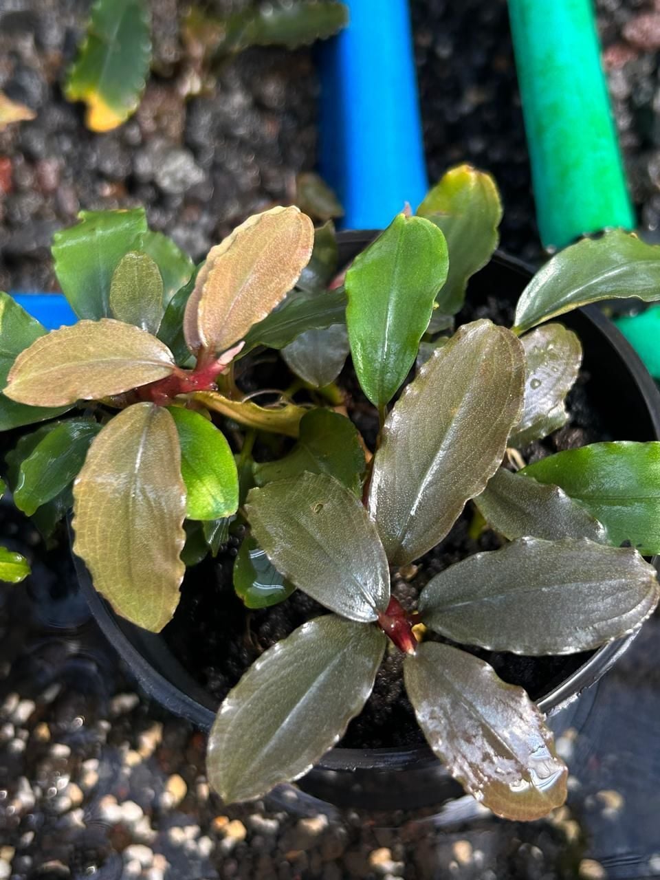 Bucephalandra royce İTHAL ADET