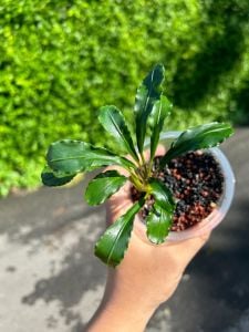 Bucephalandra taloga ADET ÖN SİPARİŞ