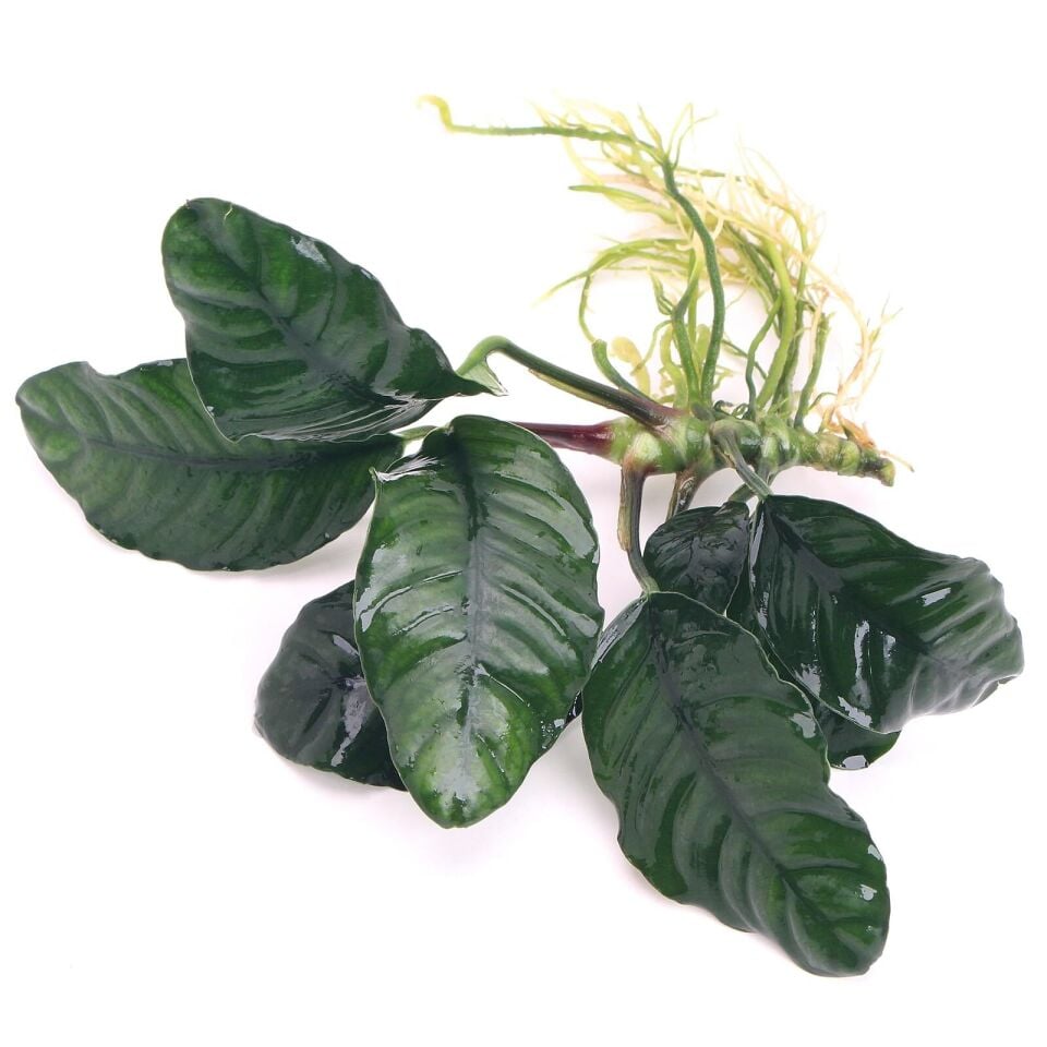Anubias coffeefolia ADET ÖN SİPARİŞ