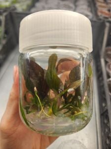 Echinodorus red diamond IN VITRO CUP