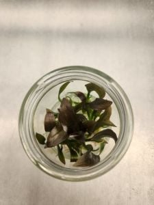 Echinodorus red diamond IN VITRO CUP