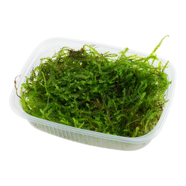 Tropica - Taxiphyllum barbieri 'Bogor Moss' PORSİYON