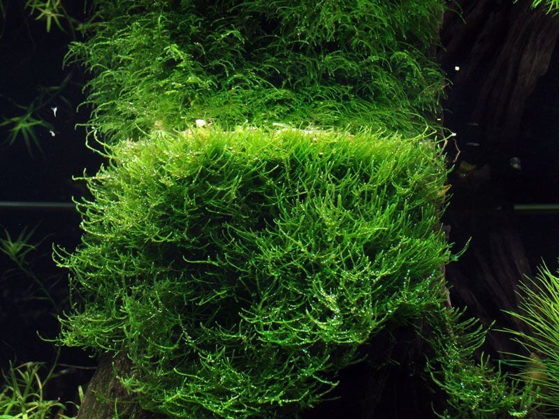 Tropica - Taxiphyllum barbieri 'Bogor Moss' PORSİYON