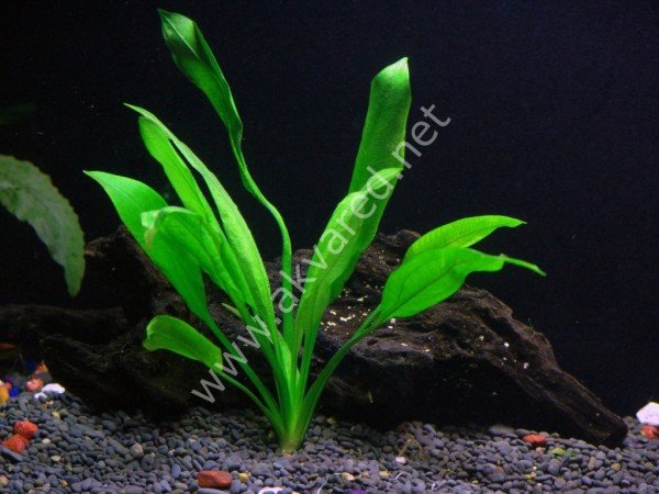 Echinodorus bleheri XL İTHAL BUKET ÖN SİPARİŞ