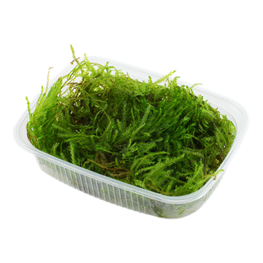 Tropica - Taxiphyllum sp. Spiky Moss PORSİYON