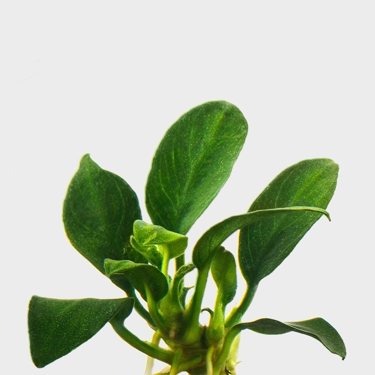 Anubias nana petite ADET ÖN SİPARİŞ