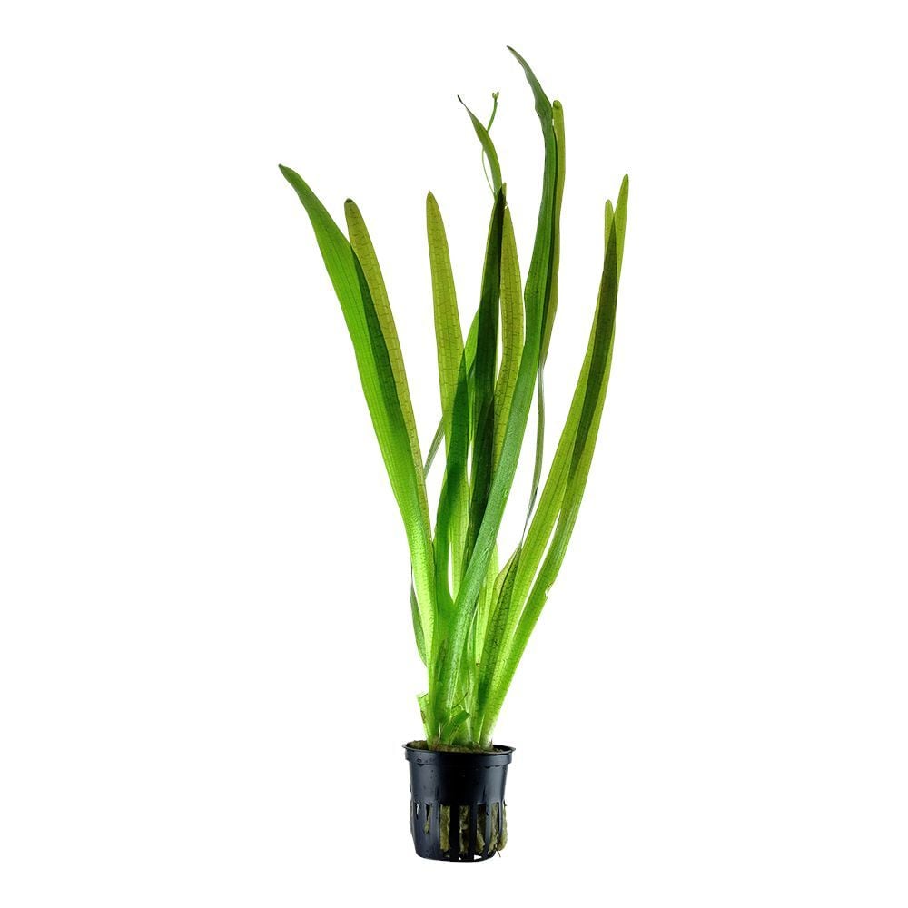 Vallisneria gigantea green (Dev Saz) İTHAL BUKET