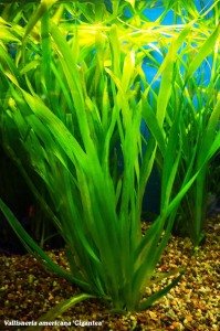 Vallisneria gigantea green (Dev Saz) İTHAL BUKET