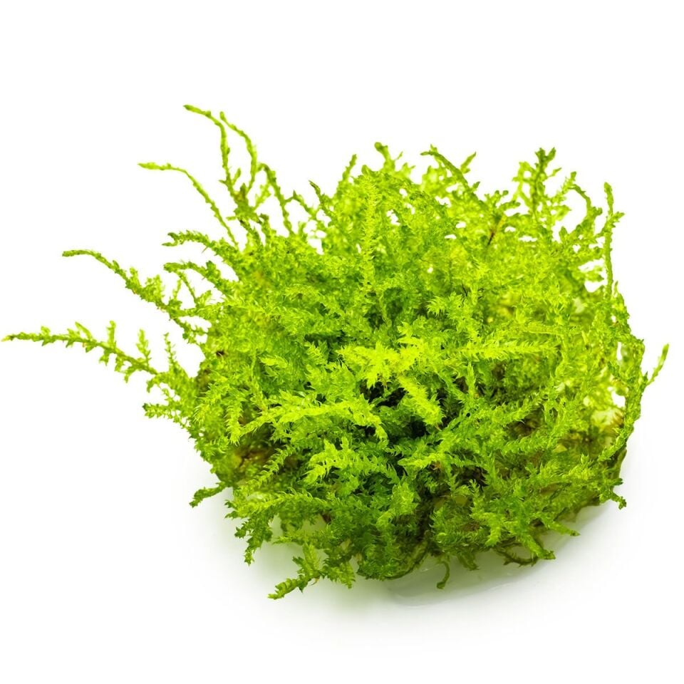 Tropica - Vesicularia montagnei Christmas Moss PORSİYON