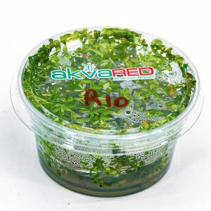 Rotala rotundifolia green IN VITRO CUP