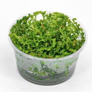 Rotala rotundifolia green IN VITRO CUP