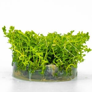 Rotala rotundifolia green IN VITRO CUP