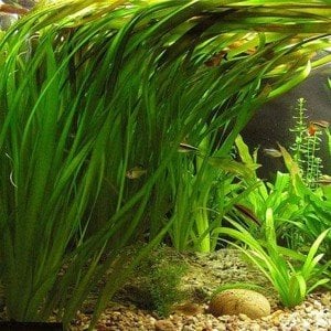 Vallisneria gigantea rubra (Kırmızı Dev Saz) BUKET