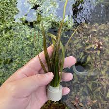 Vallisneria gigantea rubra (Kırmızı Dev Saz) BUKET