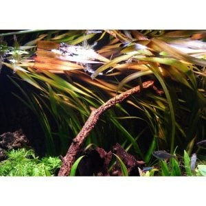 Vallisneria gigantea rubra (Kırmızı Dev Saz) İTHAL BUKET