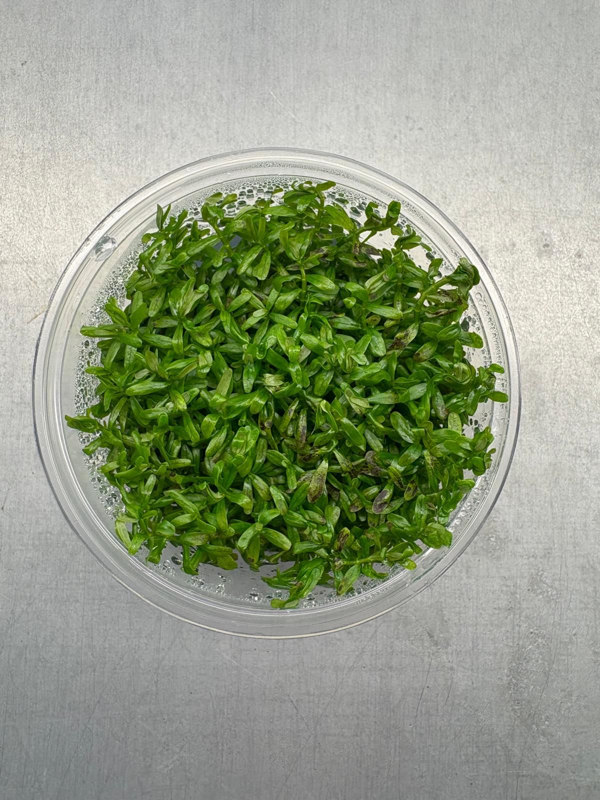 Rotala rotundifolia green IN VITRO CUP