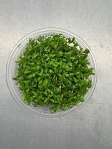 Rotala rotundifolia green IN VITRO CUP