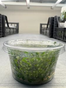 Rotala rotundifolia green IN VITRO CUP