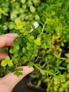 Rotala rotundifolia green IN VITRO CUP