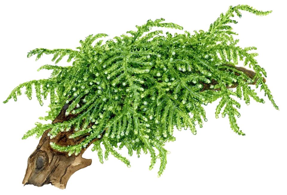 Tropica - Vesicularia ferriei Weeping Moss PORSİYON