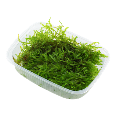 Tropica - Vesicularia ferriei Weeping Moss PORSİYON