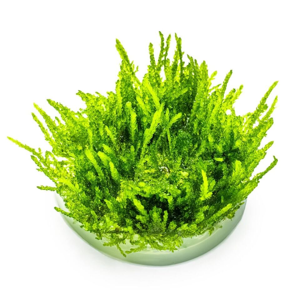 Tropica - Vesicularia ferriei Weeping Moss PORSİYON