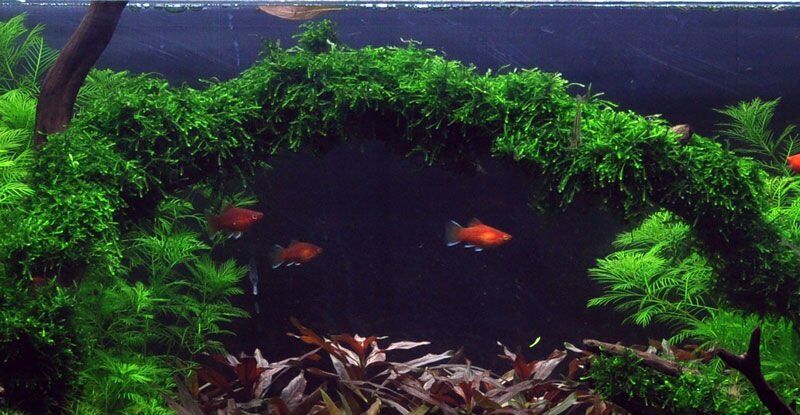 Tropica - Vesicularia ferriei Weeping Moss PORSİYON