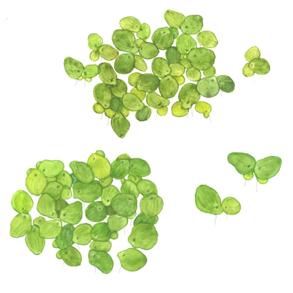 Spirodela polyrrhiza IN VITRO CUP