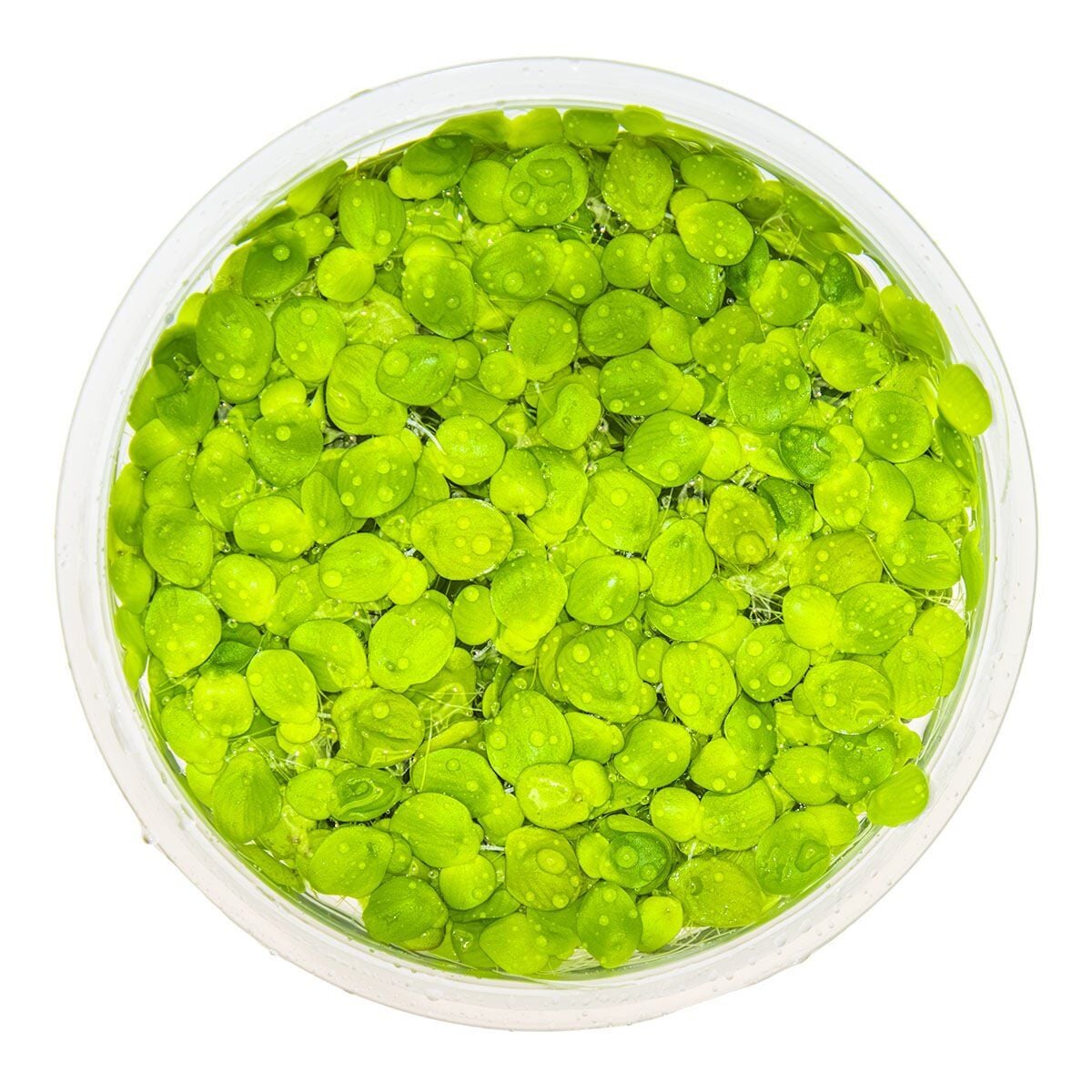 Spirodela polyrrhiza IN VITRO CUP