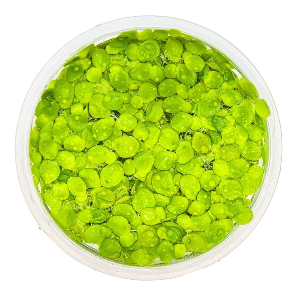 Spirodela polyrrhiza IN VITRO CUP