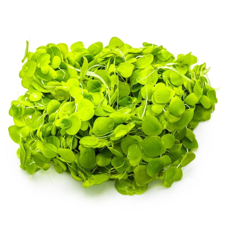 Spirodela polyrrhiza IN VITRO CUP